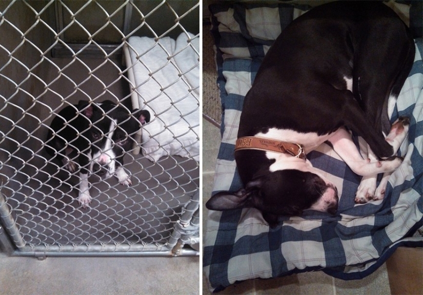 Animals before and after they were taken from the shelter