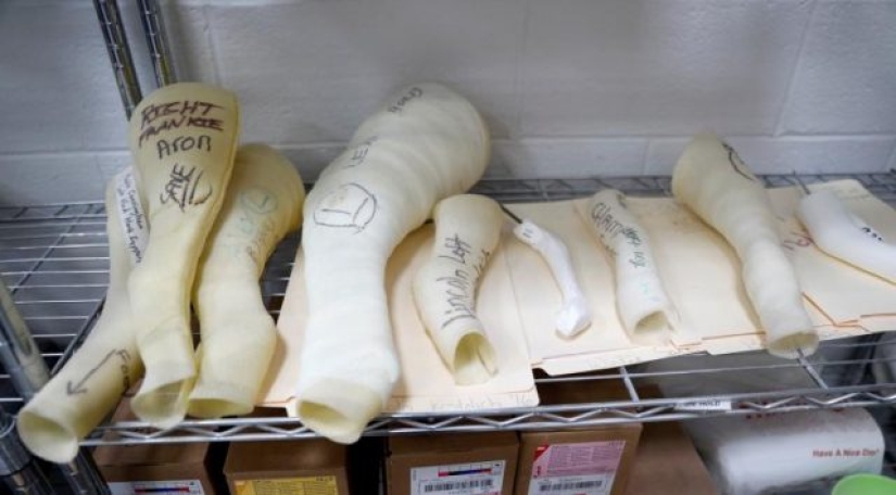 Animals without limbs given a second chance Animals without limbs given a second chance