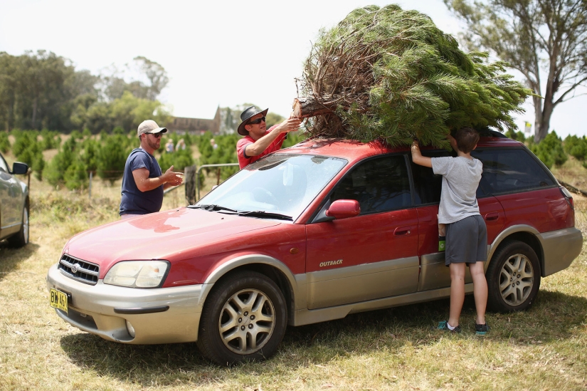 Año Nuevo y Navidad al estilo australiano: canguros en lugar de ciervos y Papá Noel en una tabla con remo