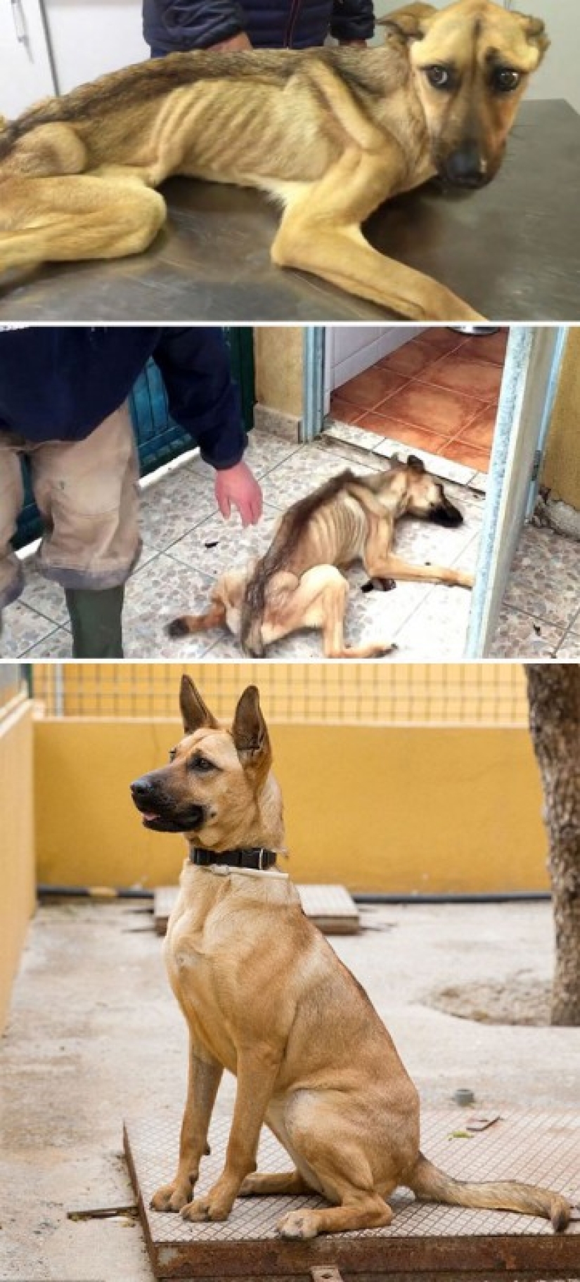 Antes y después: ejemplos desgarradores de la reencarnación de perros que han encontrado dueños amorosos Antes y después: ejemplos desgarradores de la reencarnación de perros que han encontrado dueños amorosos