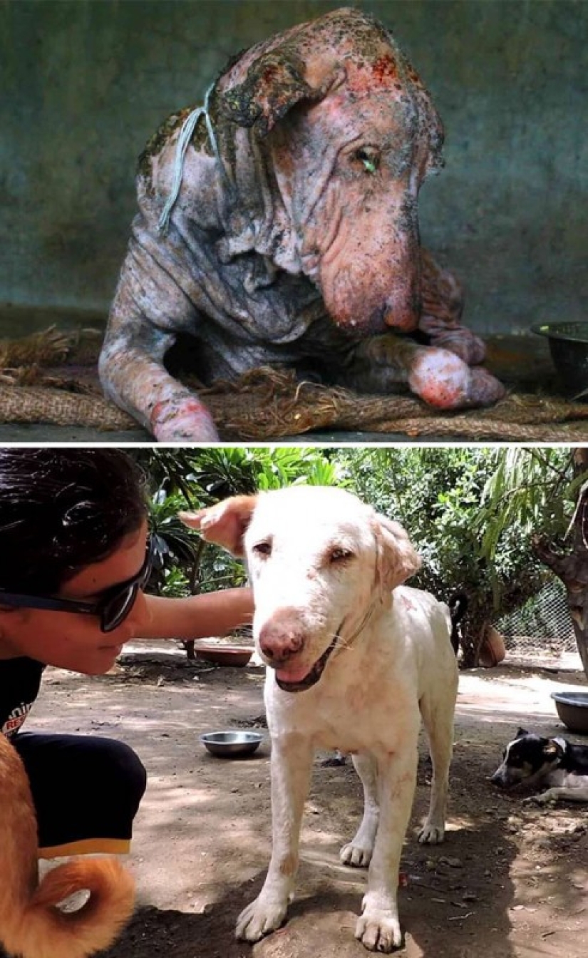 Antes y después: ejemplos desgarradores de la reencarnación de perros que han encontrado dueños amorosos Antes y después: ejemplos desgarradores de la reencarnación de perros que han encontrado dueños amorosos