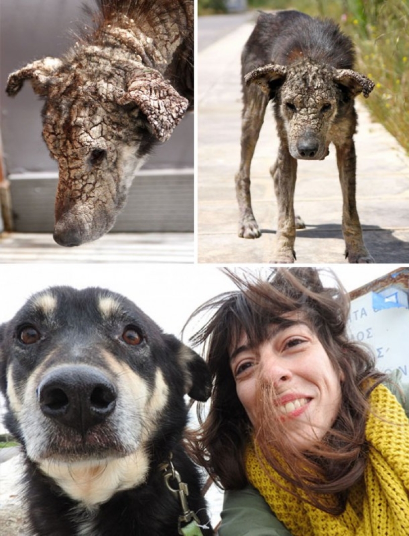 Antes y después: ejemplos desgarradores de la reencarnación de perros que han encontrado dueños amorosos Antes y después: ejemplos desgarradores de la reencarnación de perros que han encontrado dueños amorosos
