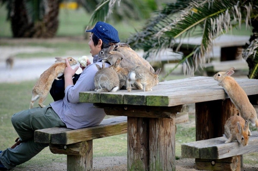 Aquí está, el paraíso de los conejos en Japón