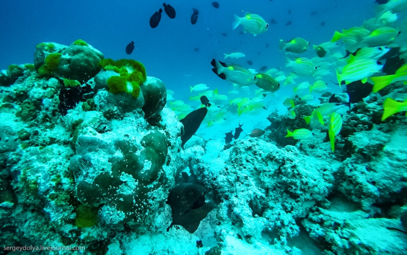 Aqualungs de acero: cómo nadamos con morenas