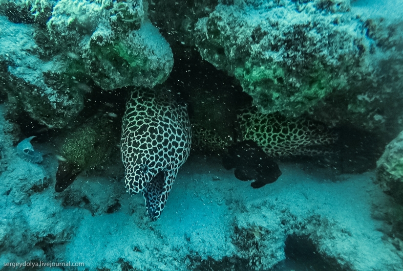 Aqualungs de acero: cómo nadamos con morenas