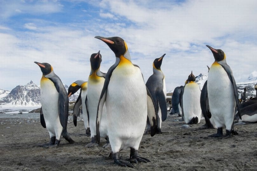 Are penguins aliens? Scientists have discovered a chemical substance from Venus in the droppings of birds Are penguins aliens? Scientists have discovered a chemical substance from Venus in the droppings of birds