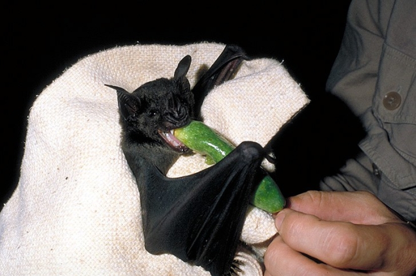 Are you still afraid of bats? Then we are coming to you! Are you still afraid of bats? Then we are coming to you!