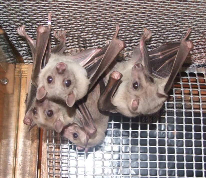 Are you still afraid of bats? Then we are coming to you! Are you still afraid of bats? Then we are coming to you!