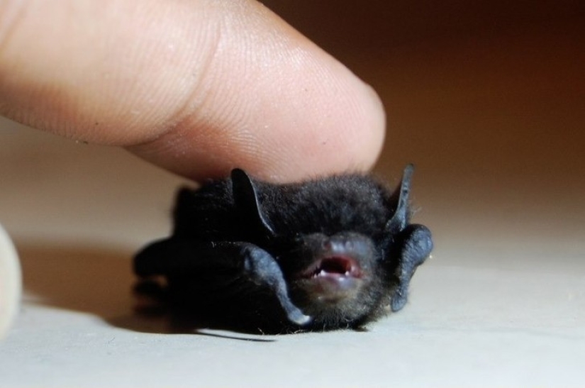 Are you still afraid of bats? Then we are coming to you! Pictolic