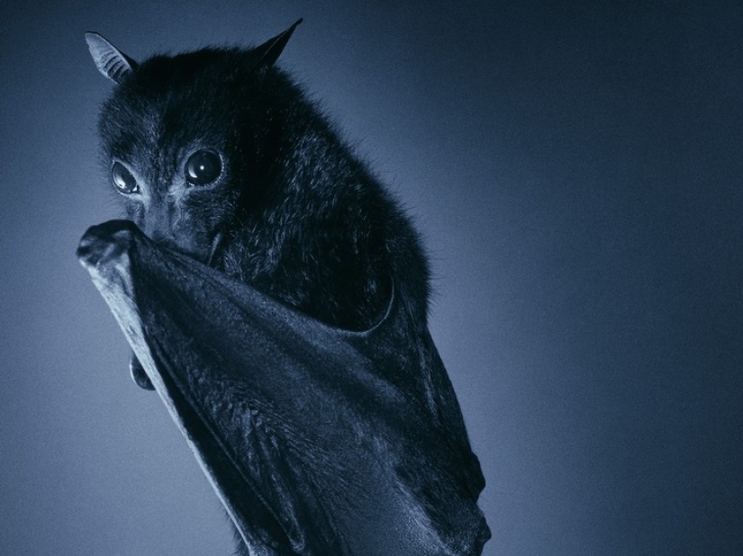 Are you still afraid of bats? Then we are coming to you! Are you still afraid of bats? Then we are coming to you!