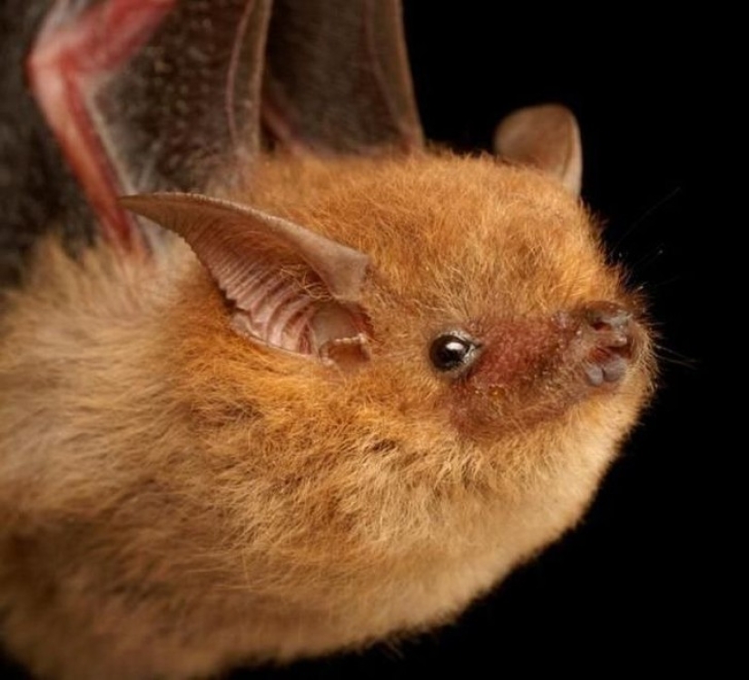 Are you still afraid of bats? Then we are coming to you! Are you still afraid of bats? Then we are coming to you!