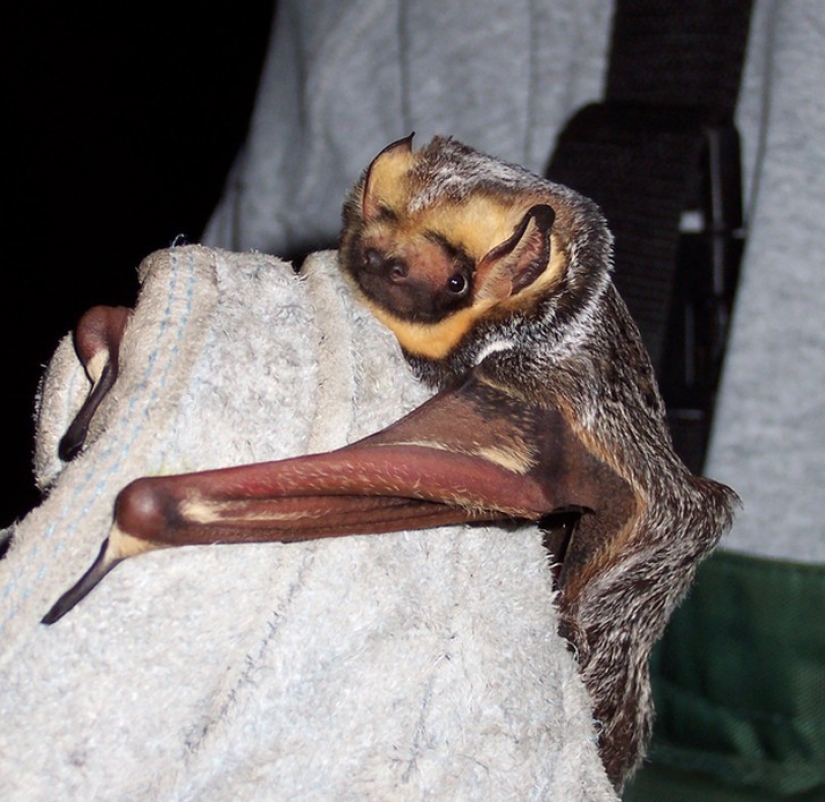 Are you still afraid of bats? Then we are coming to you! Are you still afraid of bats? Then we are coming to you!