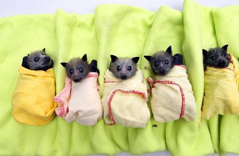 Are you still afraid of bats? Then we are coming to you! Are you still afraid of bats? Then we are coming to you!