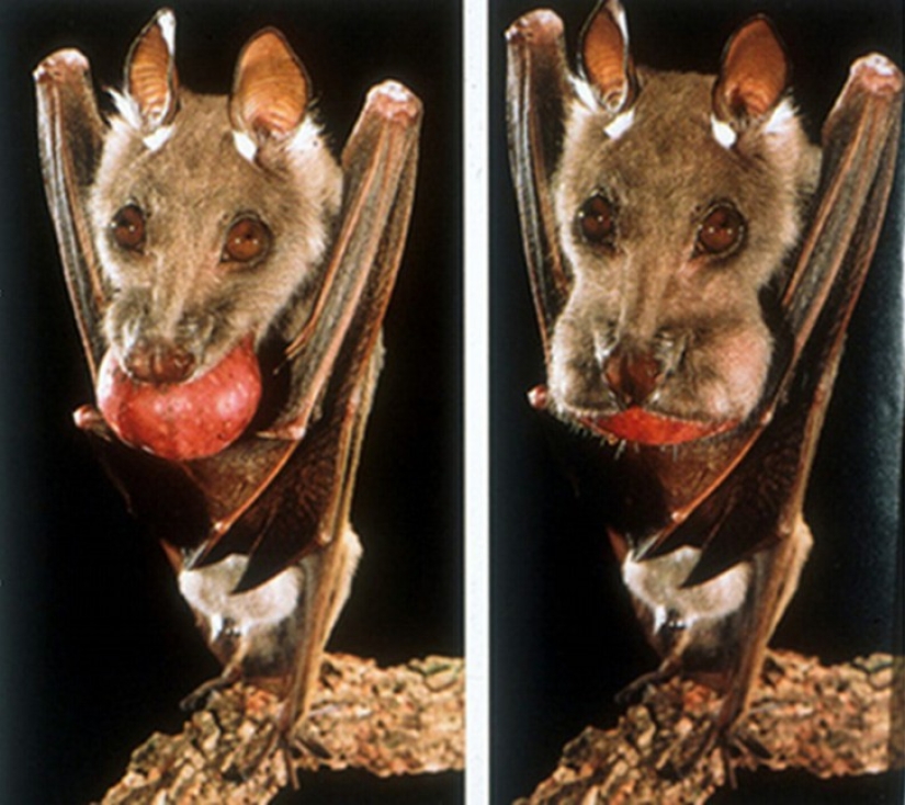 Are you still afraid of bats? Then we are coming to you! Are you still afraid of bats? Then we are coming to you!