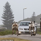Ar"Mu-uu" Geddon: Cow Riot in South Africa