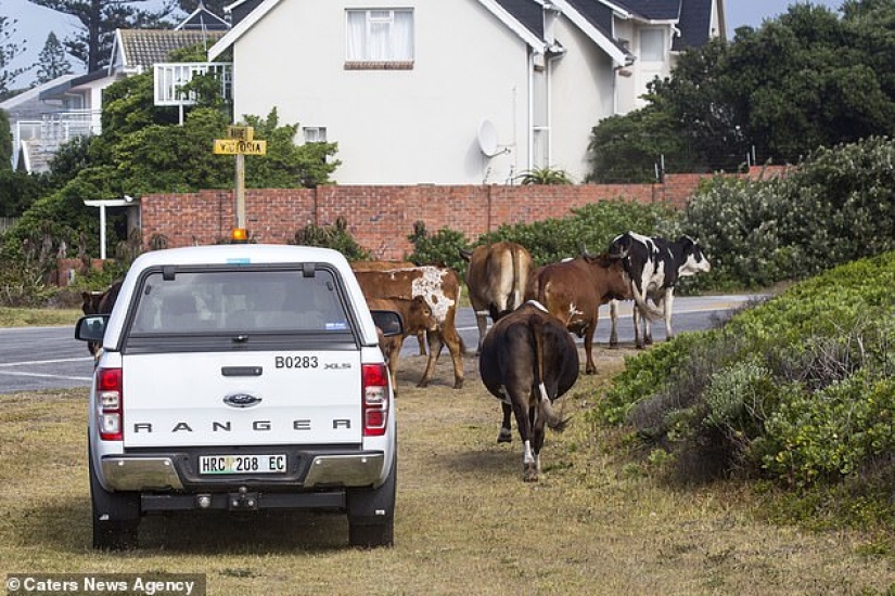 Ar"Mu-uu" Geddon: Cow Riot in South Africa