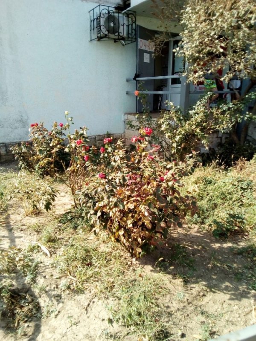 Armyansk venenoso: las consecuencias de la liberación en Crimea