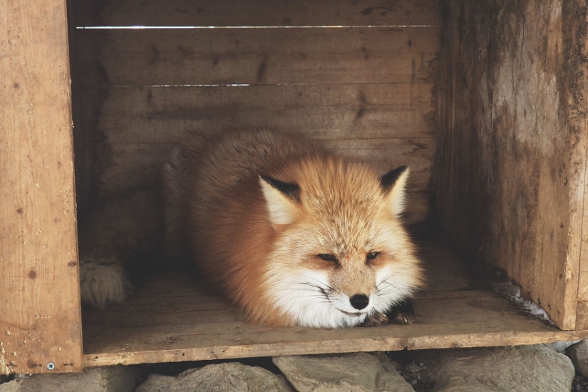 Around the fur: there are more than a hundred foxes living in a Japanese village