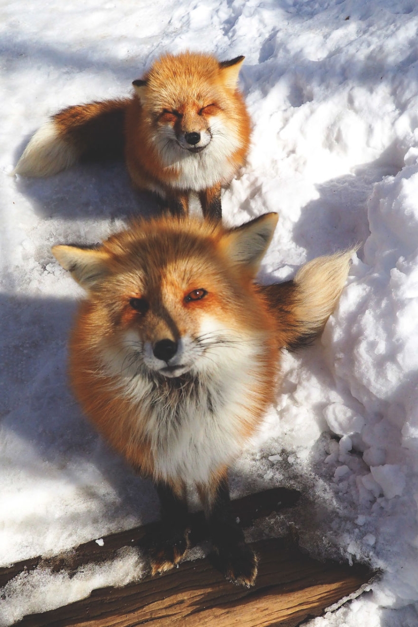 Around the fur: there are more than a hundred foxes living in a Japanese village