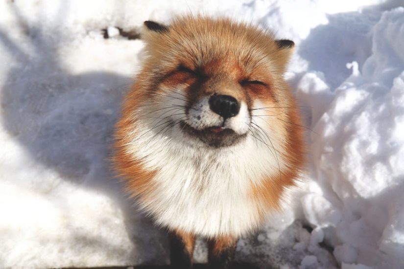 Around the fur: there are more than a hundred foxes living in a Japanese village