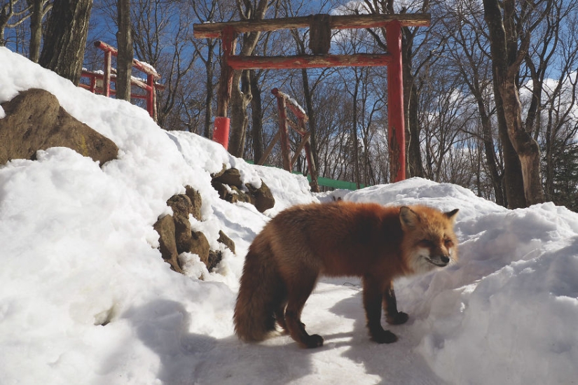 Around the fur: there are more than a hundred foxes living in a Japanese village