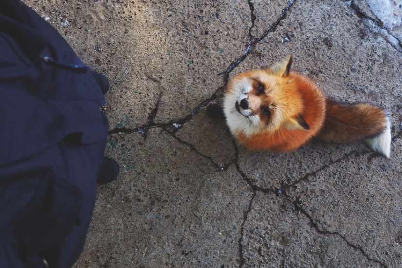 Around the fur: there are more than a hundred foxes living in a Japanese village