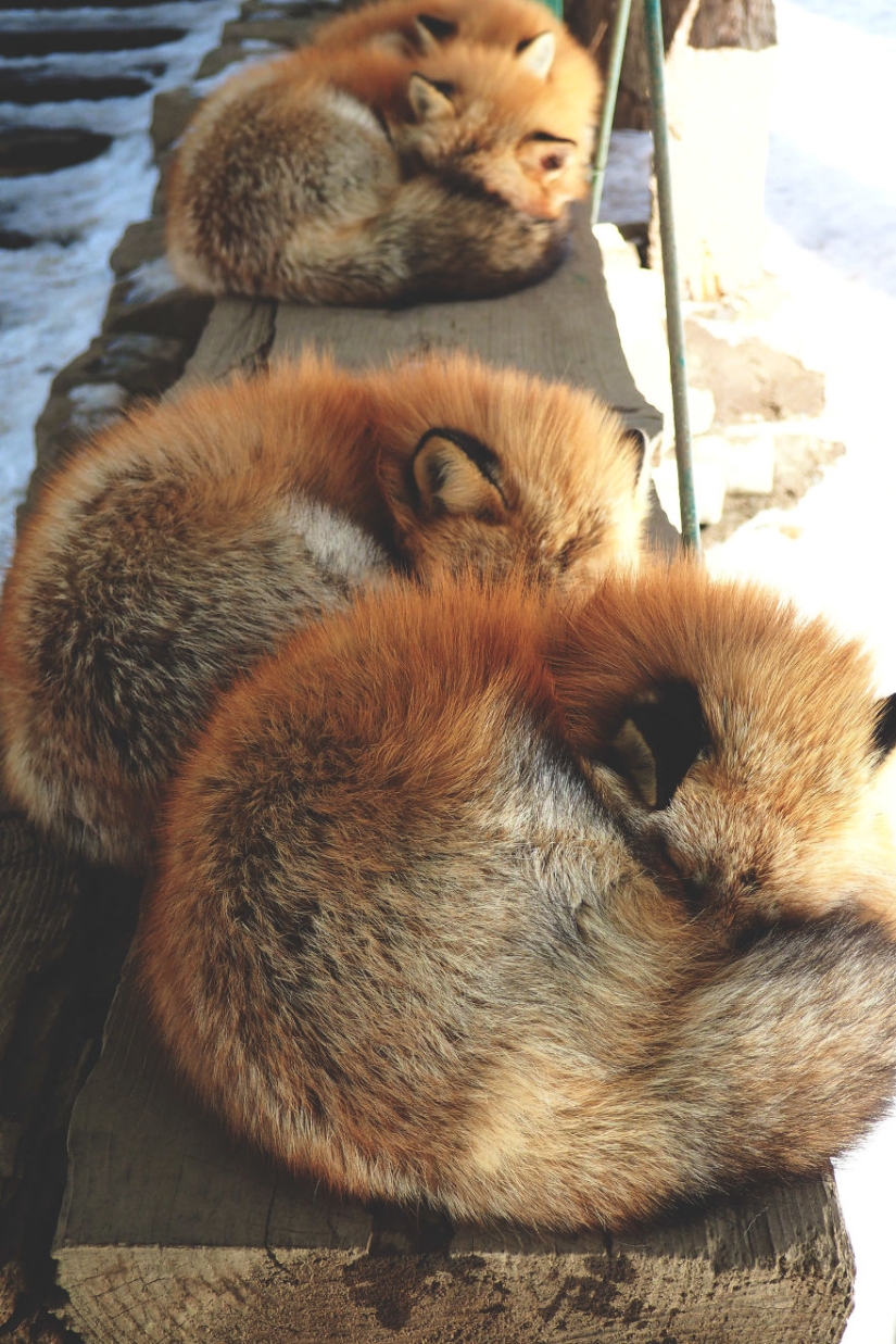 Around the fur: there are more than a hundred foxes living in a Japanese village