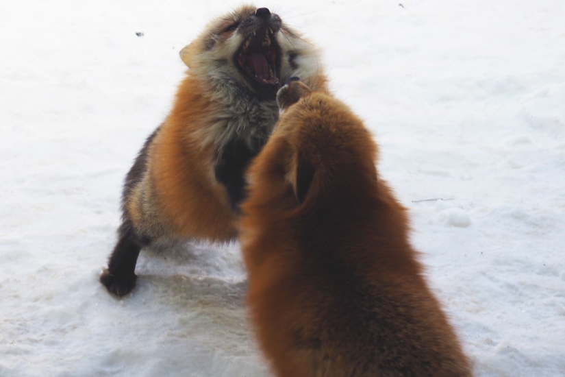Around the fur: there are more than a hundred foxes living in a Japanese village