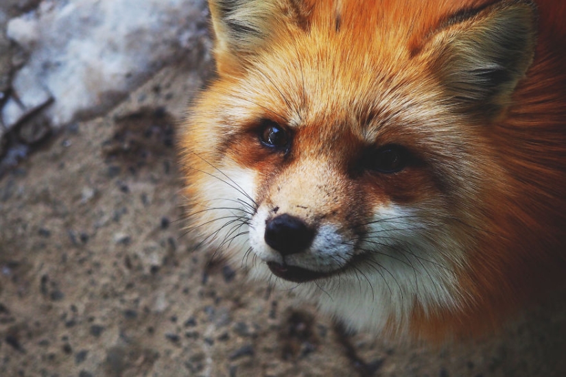 Around the fur: there are more than a hundred foxes living in a Japanese village