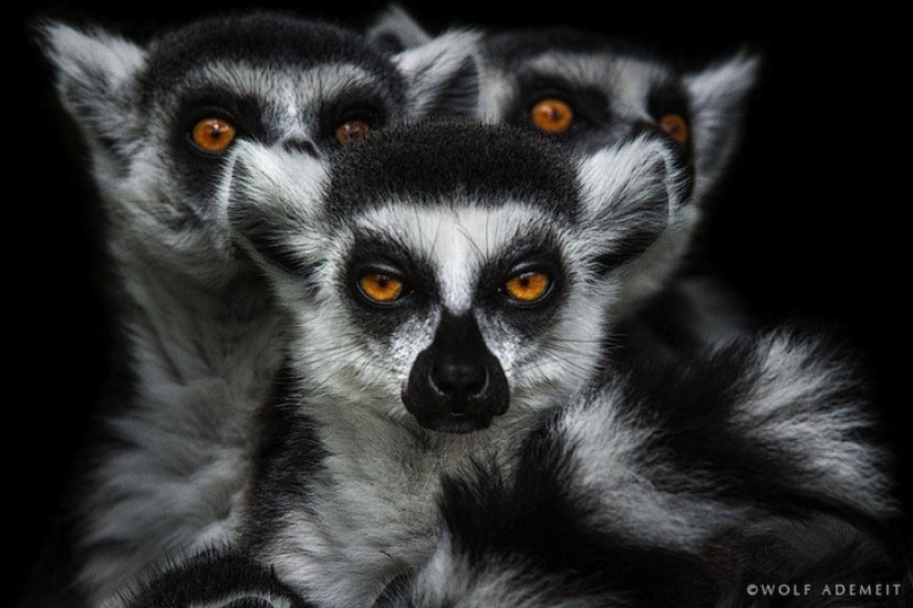 Artistic portraits of animals by Wolf Ademate Artistic portraits of animals by Wolf Ademate