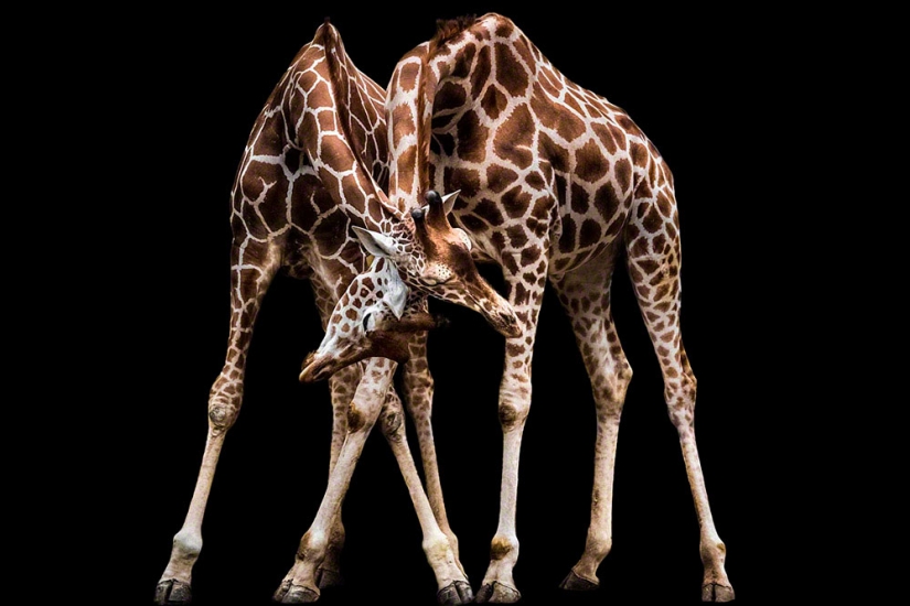 Artistic portraits of animals by Wolf Ademate Artistic portraits of animals by Wolf Ademate