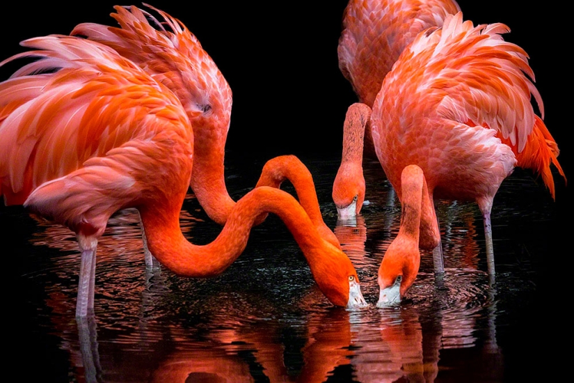 Artistic portraits of animals by Wolf Ademate Artistic portraits of animals by Wolf Ademate