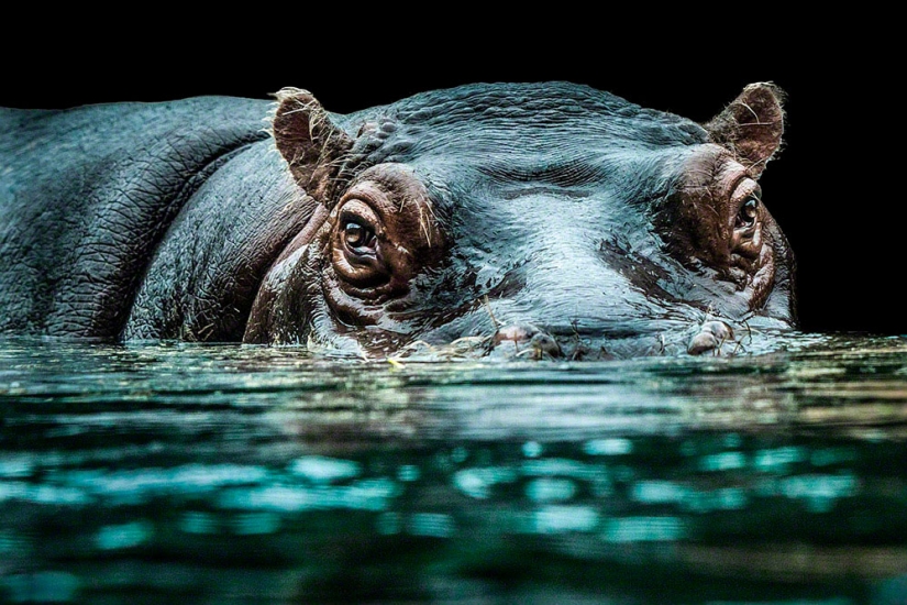 Artistic portraits of animals by Wolf Ademate Artistic portraits of animals by Wolf Ademate