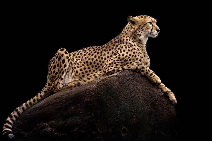 Artistic portraits of animals by Wolf Ademate Artistic portraits of animals by Wolf Ademate