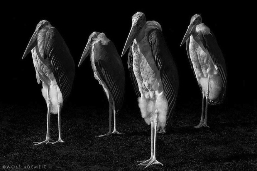 Artistic portraits of animals by Wolf Ademate Artistic portraits of animals by Wolf Ademate