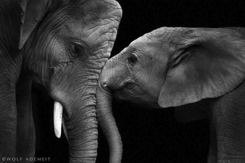 Artistic portraits of animals by Wolf Ademate Artistic portraits of animals by Wolf Ademate