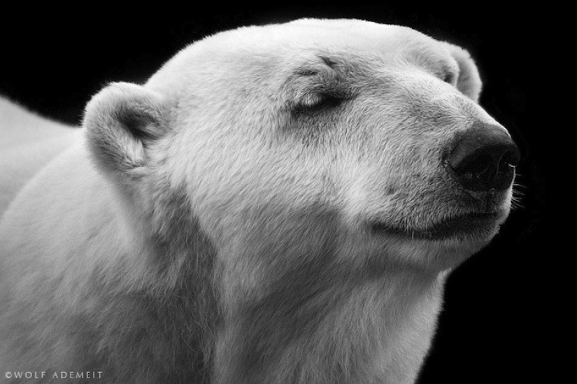 Artistic portraits of animals by Wolf Ademate Artistic portraits of animals by Wolf Ademate