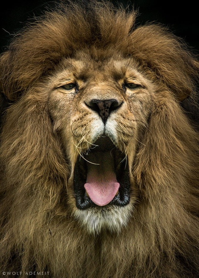 Artistic portraits of animals by Wolf Ademate Artistic portraits of animals by Wolf Ademate