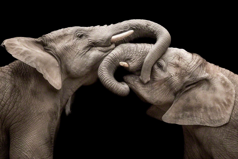 Artistic portraits of animals by Wolf Ademate Artistic portraits of animals by Wolf Ademate