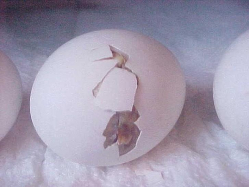 As the egg develops chicken