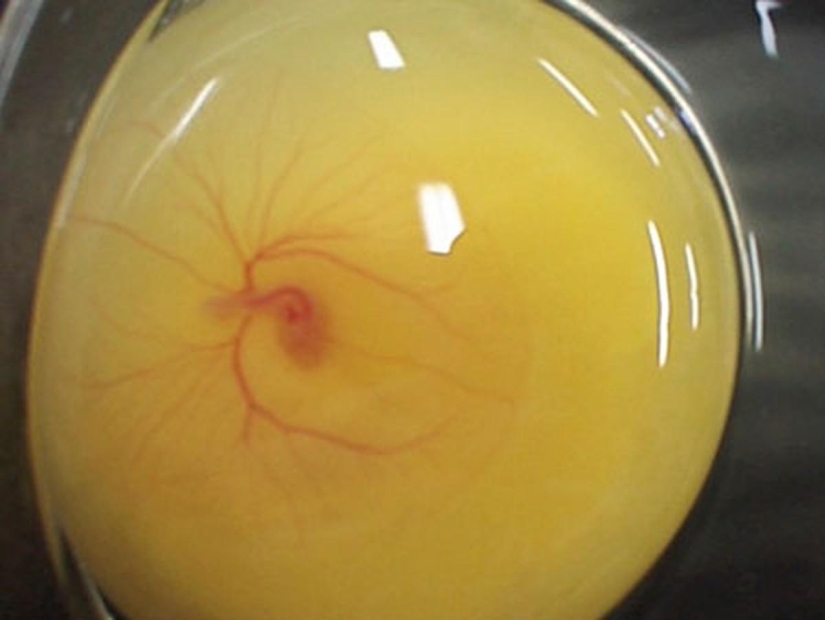 As the egg develops chicken
