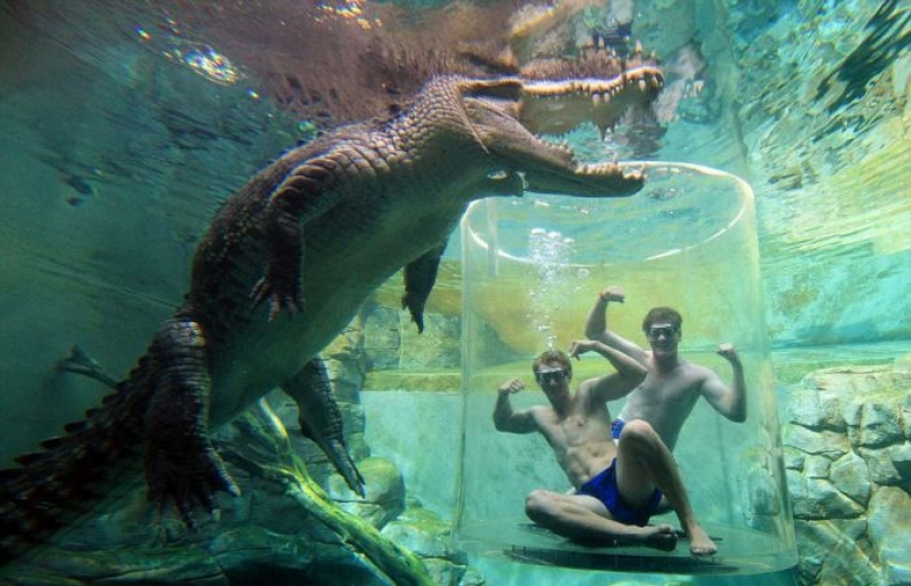 Atracción extrema de Crocosaurus Cove en Australia
