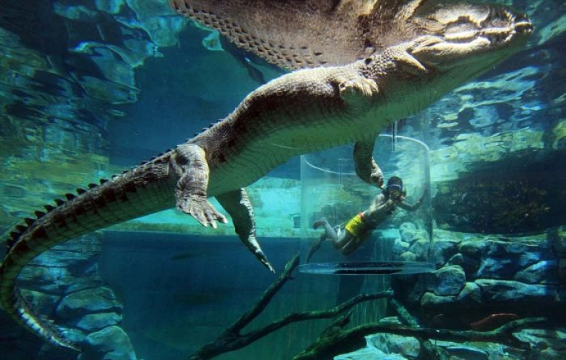 Atracción extrema de Crocosaurus Cove en Australia