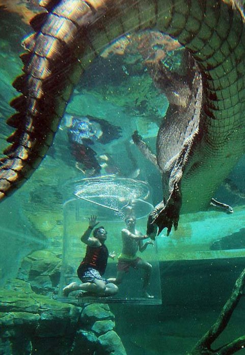 Atracción extrema de Crocosaurus Cove en Australia
