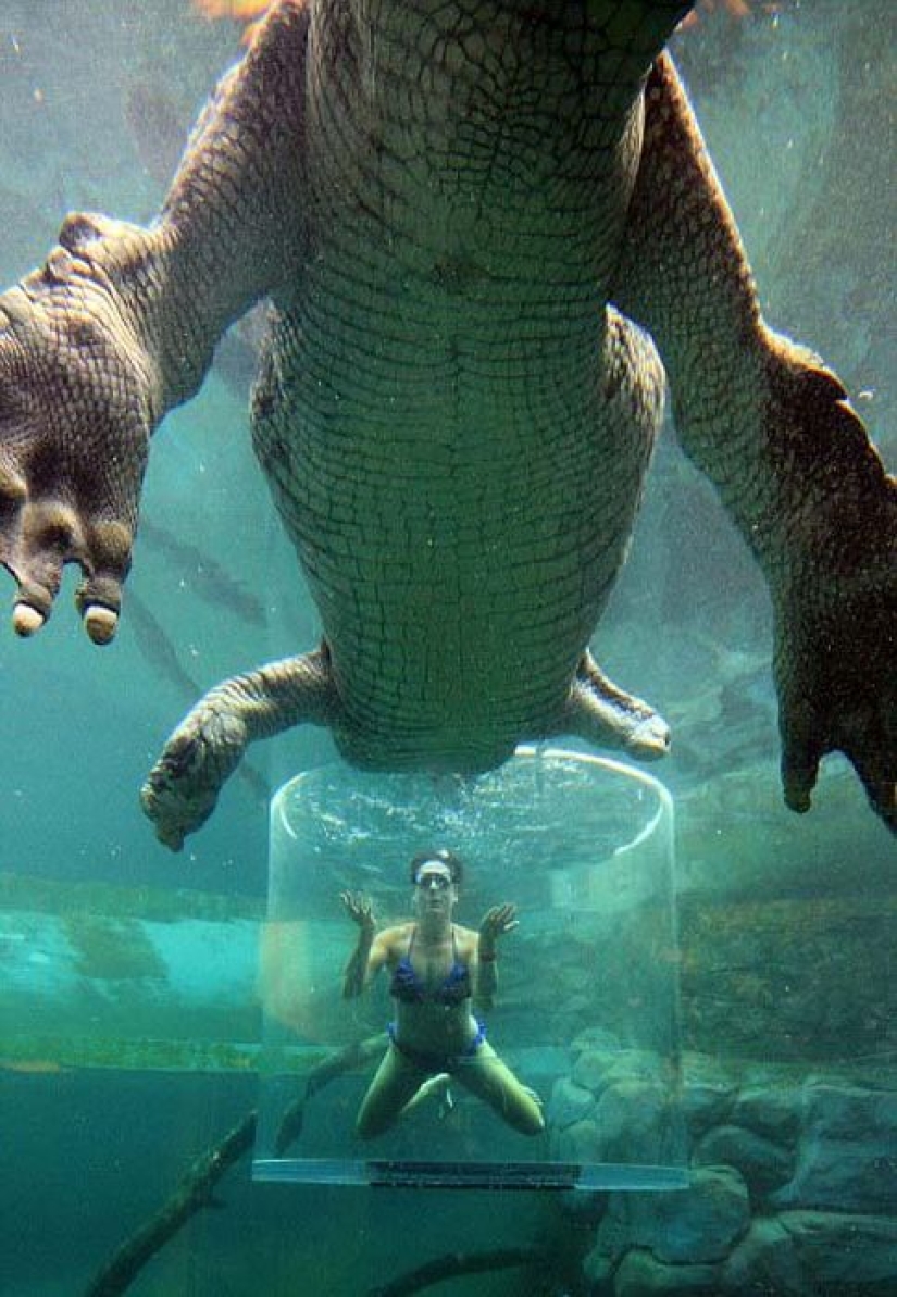 Atracción extrema de Crocosaurus Cove en Australia