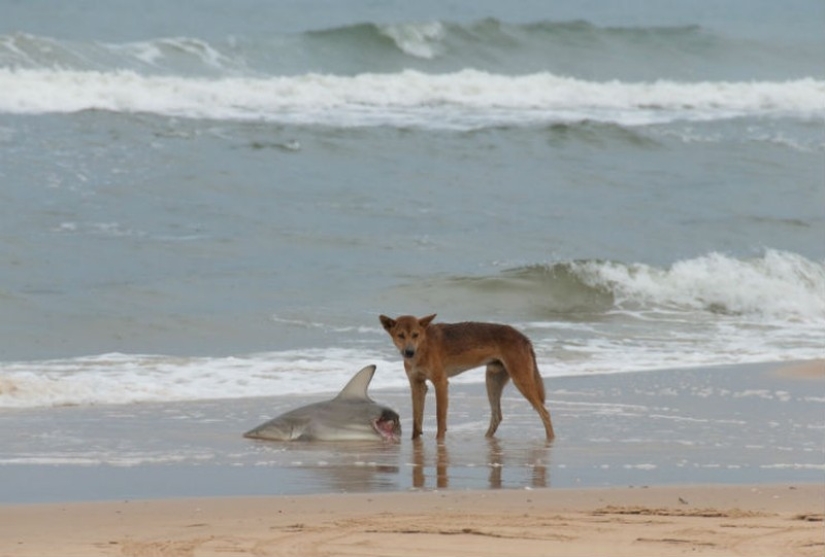 Australia: A deadly continent