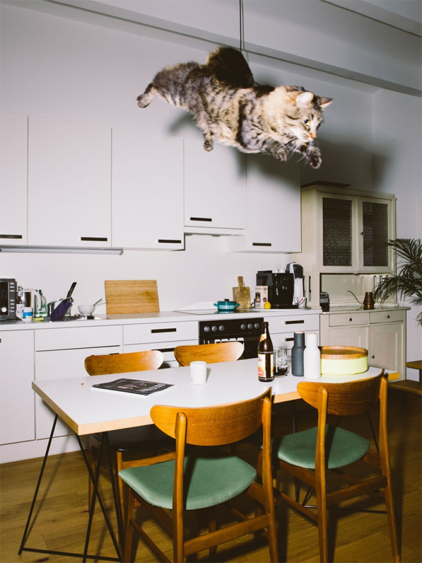 Austrian photographer shoots flying cats