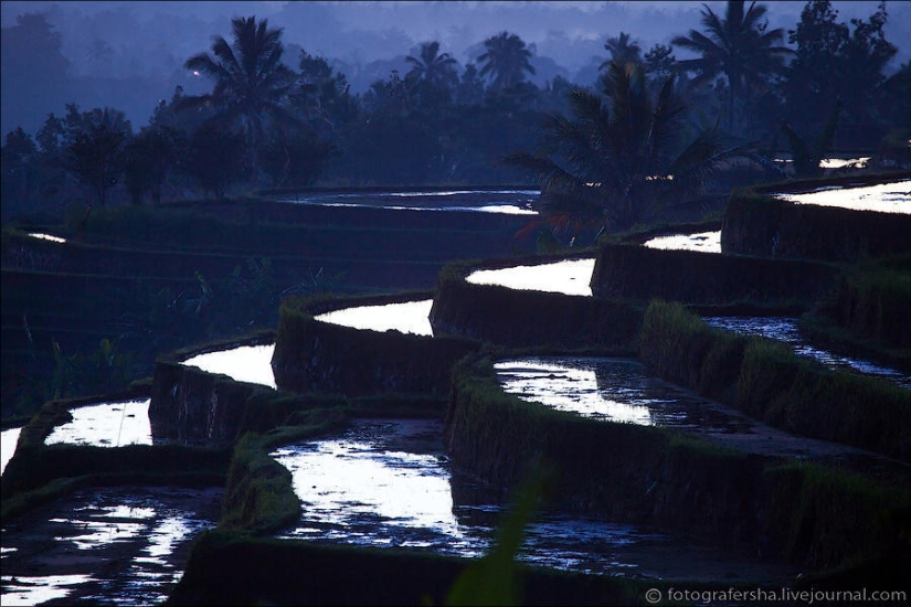 Balinese Rice fields Balinese Rice fields