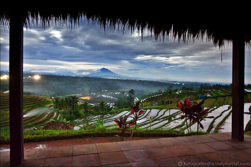 Balinese Rice fields Balinese Rice fields