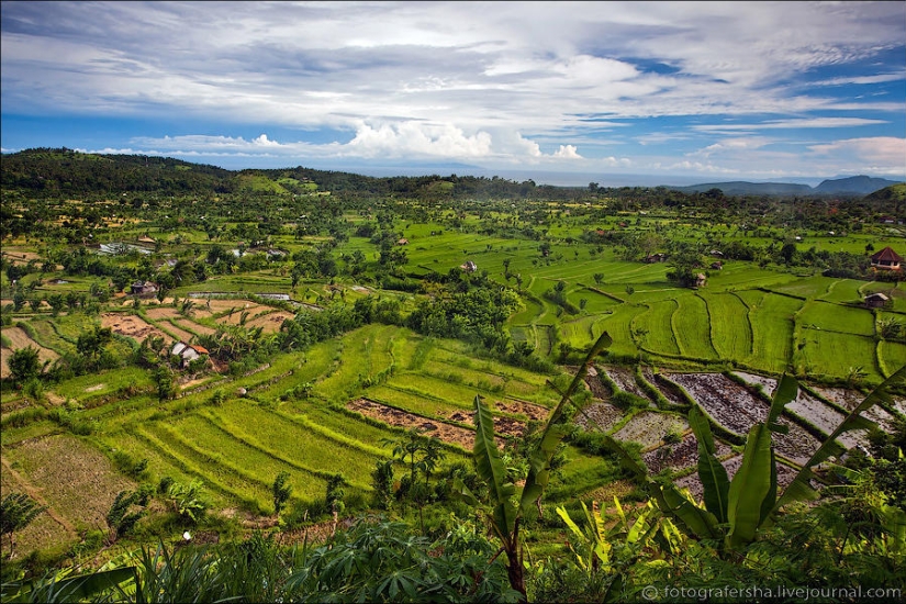 Balinese Rice fields Balinese Rice fields